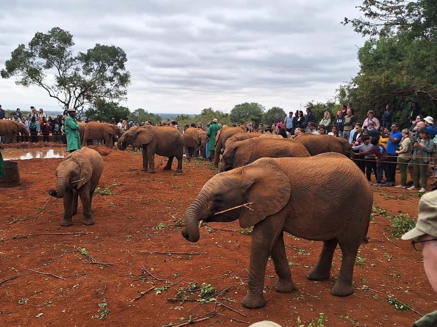 Nairobi’s Best:Elephants,Giraffes Center & Karen Blixen Tour - The Morning Flow: From 9:30 Pickup to the 11:00 Elephant Presentation