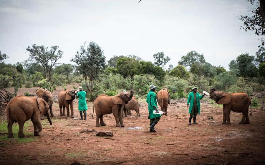 Nairobi’s Best:Elephants,Giraffes Center & Karen Blixen Tour - Elephant Interaction: What You Should Expect During the Supervised Time
