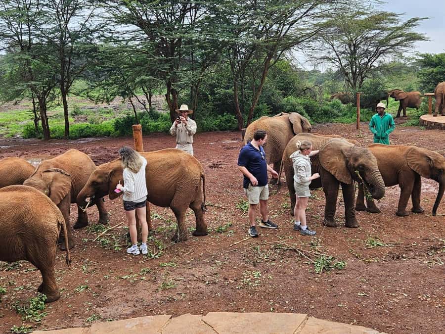 Nairobi’s Best:Elephants,Giraffes Center & Karen Blixen Tour - Game Drive Timing: Extra Wildlife Time Built Into the Package