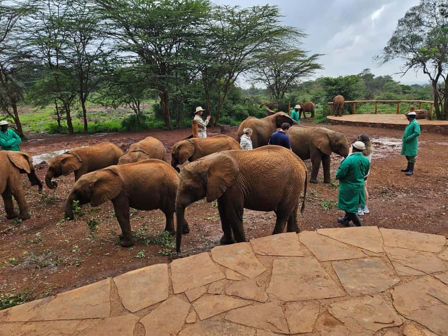 Nairobi’s Best:Elephants,Giraffes Center & Karen Blixen Tour - Lunch at Nairobi Mamba Village: A Likely Rest Point