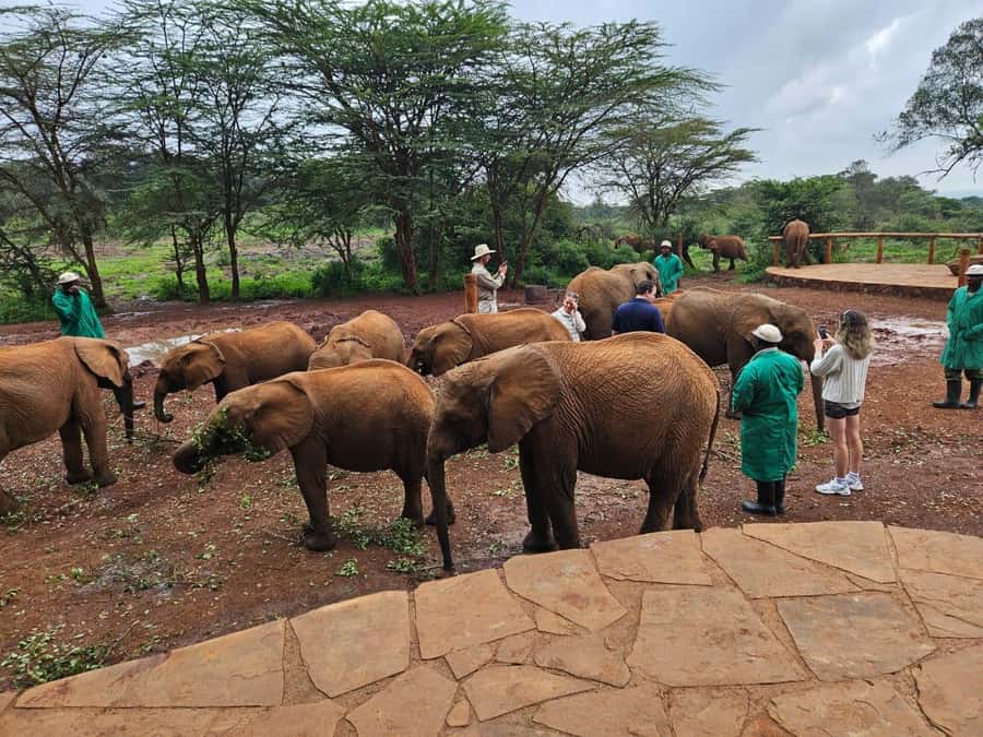 Nairobi’s Best:Elephants,Giraffes Center & Karen Blixen Tour - Price and Value: Is $32 a Good Deal After Extras?