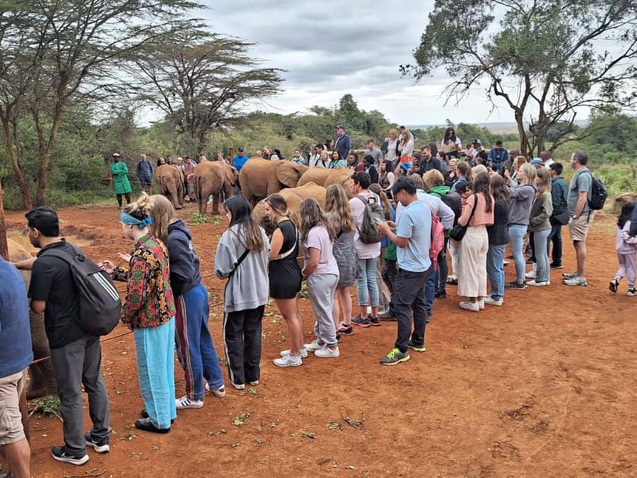 Nairobi’s Best:Elephants,Giraffes Center & Karen Blixen Tour - David Sheldrick Wildlife Trust: The 1-Hour Program and the Q&A Moment
