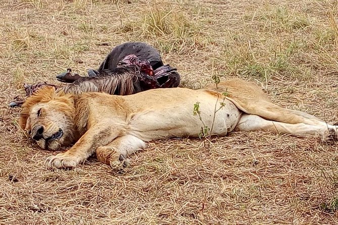 Nairobi safari walk half day tour - Nairobi Safari Walk: a city-to-safari feel in 4 hours