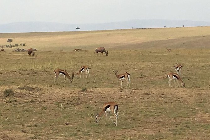 Nairobi safari walk half day tour - Best time to go and how to dress for a casual walk