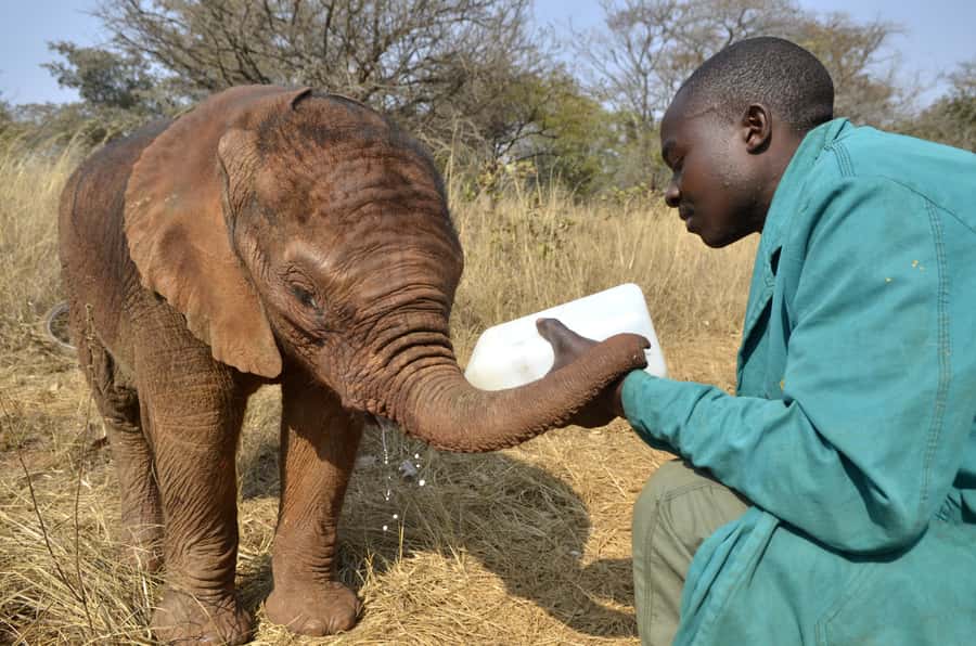 Nairobi: Sheldrick Elephant Orphanage and Giraffe Center - The 9:30 to 3:00 Nairobi flow, and why it matters