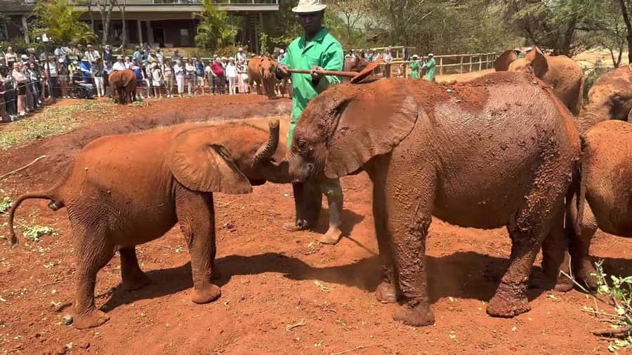 Nairobi: Sheldrick Elephant Orphanage and Giraffe Center - Where the Rothschild giraffes steal the show at the Giraffe Centre