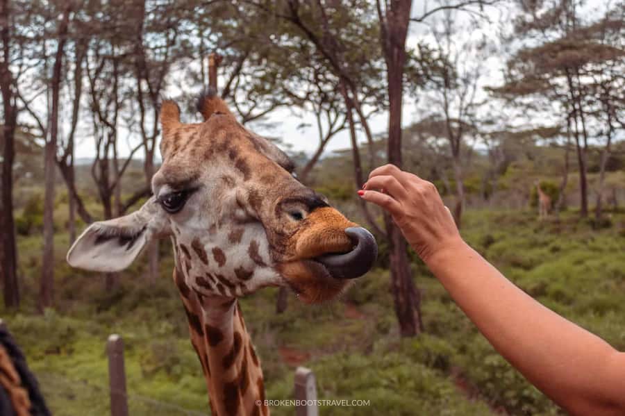 Nairobi: Sheldrick Elephant Orphanage and Giraffe Center - Should you book this Nairobi Sheldrick and Giraffe Centre day?