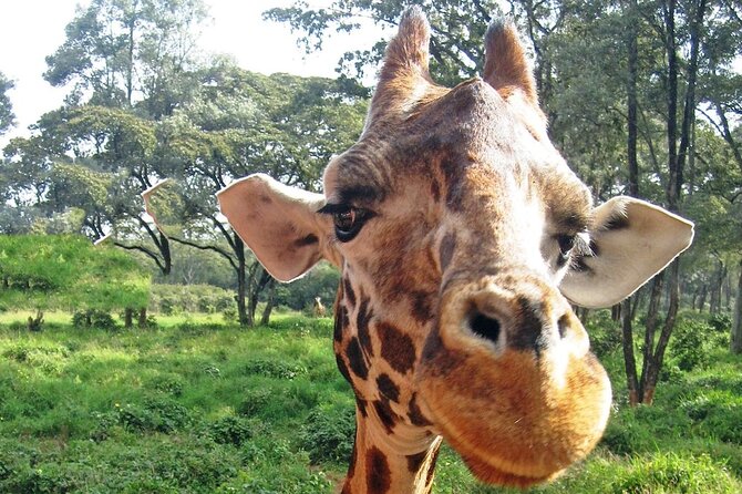 Nairobi Stopover & Layover Tour – Private, Fast & Flexible! - Karura Forest: a free reset away from airport chaos