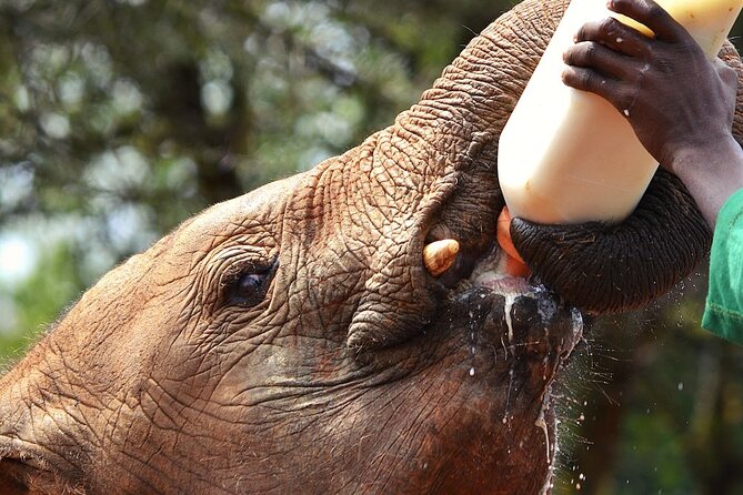 Nairobi Stopover & Layover Tour – Private, Fast & Flexible! - Price and value: what $136.50 buys you in Nairobi time