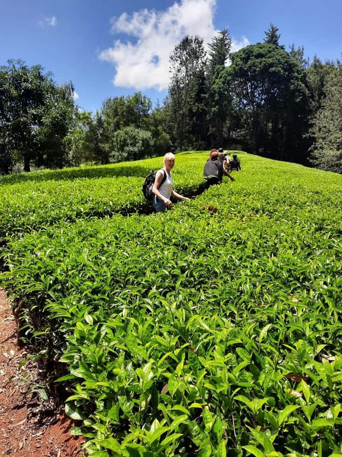 Nairobi: Tea Farm Day Trip with Lunch at kiambethu - Kiambethu Tea Farm, the easy Nairobi day trip with a real tea focus