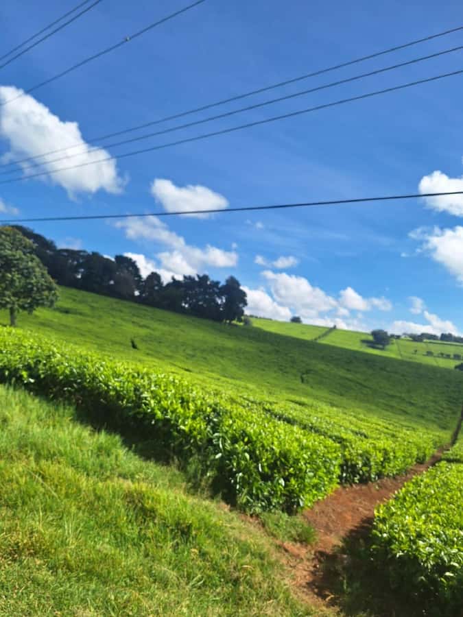 Nairobi: Tea Farm Day Trip with Lunch at kiambethu - Tea fields and purple tea talk, where learning beats guessing