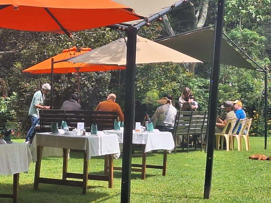 Nairobi: Tea Farm Day Trip with Lunch at kiambethu - Tea picking practice with experienced pickers