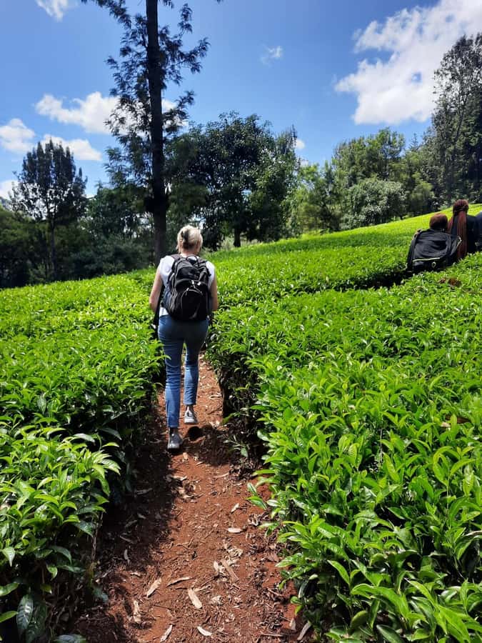 Nairobi: Tea Farm Day Trip with Lunch at kiambethu - From leaves to orthodox tea, roasting, hand-rolling, drying, and packaging