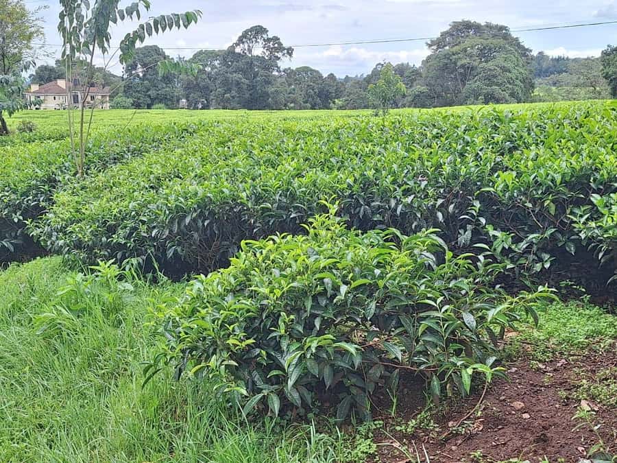 Nairobi: Tea Farm Day Trip with Lunch at kiambethu - Forest trek and the waterfall dip, plan for wet feet