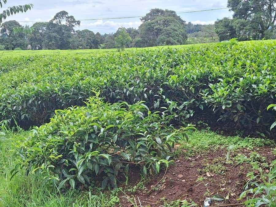 Nairobi: Tea Farm Day Trip with Lunch at kiambethu - Welcome tea and the story you’ll hear before you walk the rows
