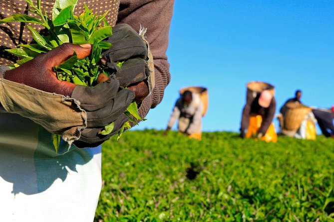 Nairobi to Kiambethu Tea Farm Tour - Key things you will notice on this Kiambethu Tea Farm tour