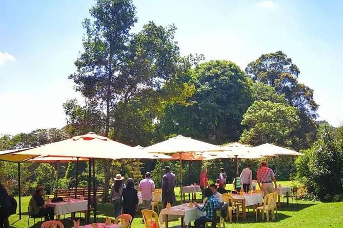 Nairobi to Kiambethu Tea Farm Tour - Start time, timing, and how the day flows from pickup to tea talk