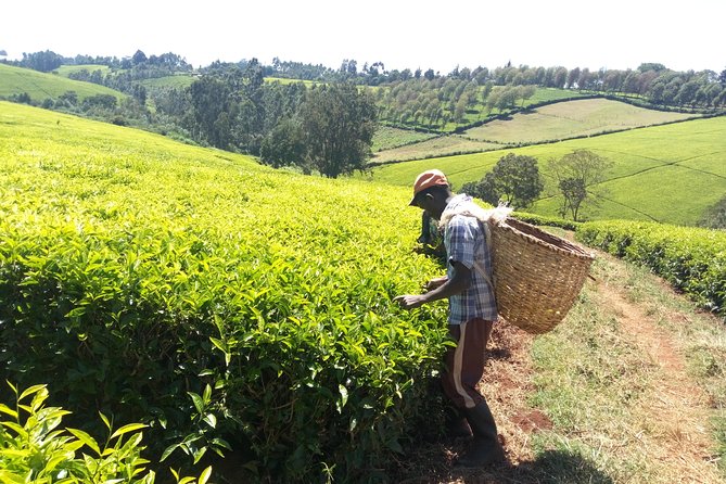 Nairobi to Kiambethu Tea Farm Tour - Tea farm guides who actually explain, not just point