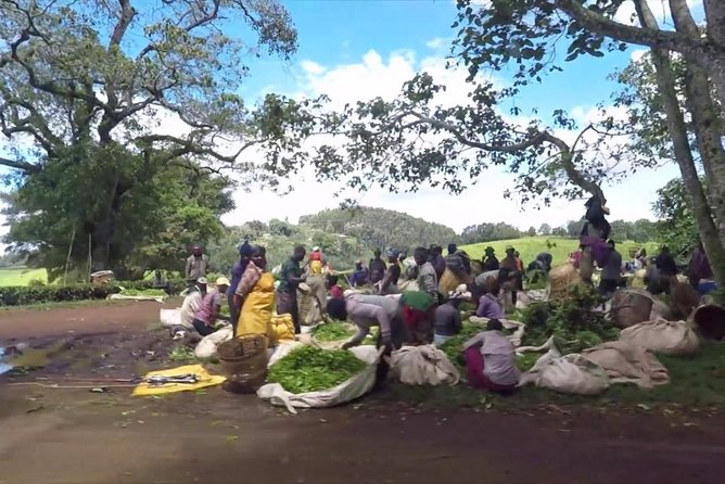 Nairobi to Kiambethu Tea Farm Tour - Tea history and the process of making tea, explained in a way you can use