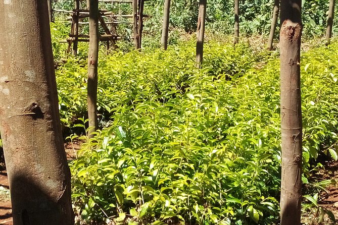 Nairobi to Kiambethu Tea Farm Tour - The indigenous forest walk, plant spotting, and medicinal uses