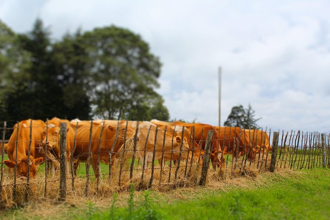 Nairobi to Kiambethu Tea Farm Tour - Colobus monkey spotting, what to do with that moment