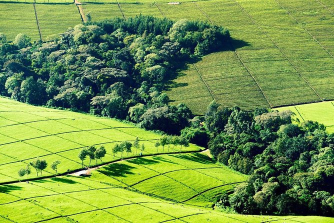 Nairobi to Kiambethu Tea Farm Tour - What the small group size changes for your experience
