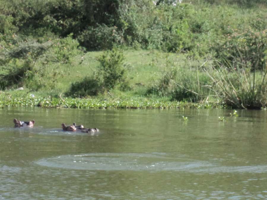 Nairobi to Lake Naivasha Day Tour with Crescent Island - Lake Naivasha Wildlife and the 1-Hour Boat Ride