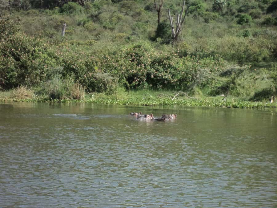 Nairobi to Lake Naivasha Day Tour with Crescent Island - What to Bring, What to Wear, and Small Tips That Help