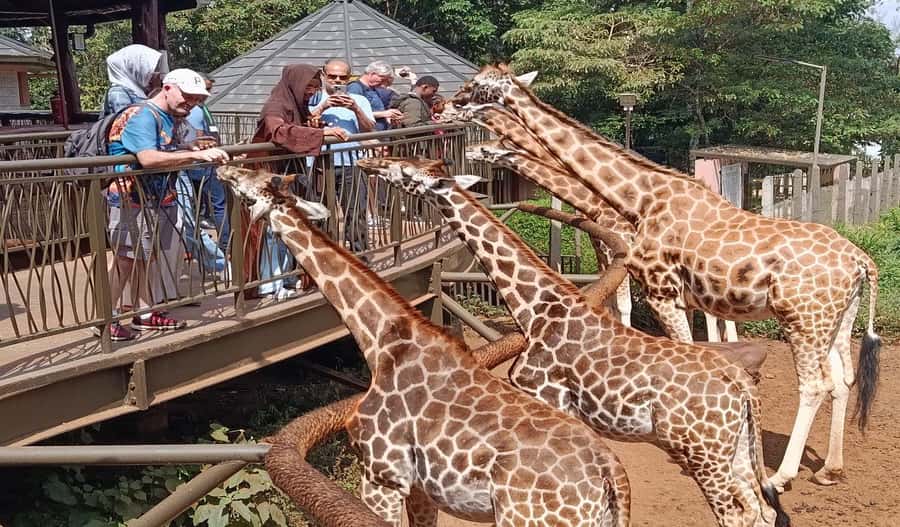 Nairobi Walking Tour, GiraffeCentre & Souvenir Shopping Tour - Key things to look forward to