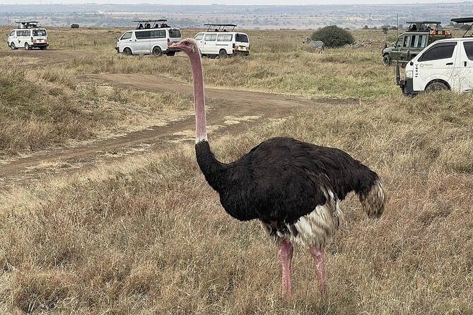 National Park Half-Day Group Tour in Nairobi with Pickup - Nairobi National Park in a Half-Day, Why It’s Worth Your Time