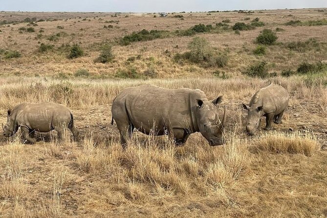 National Park Half-Day Group Tour in Nairobi with Pickup - The 5-Hour Game Drive: What You’re Actually Chasing