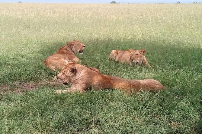 National Park Half-Day Group Tour in Nairobi with Pickup - Who This Tour Fits Best, and Who Might Want Another Option
