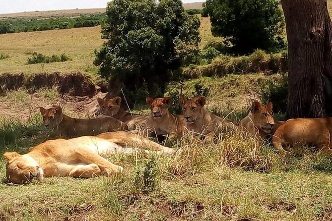 National Park Half-Day Group Tour in Nairobi with Pickup - Practical Tips for Your Day in Nairobi National Park