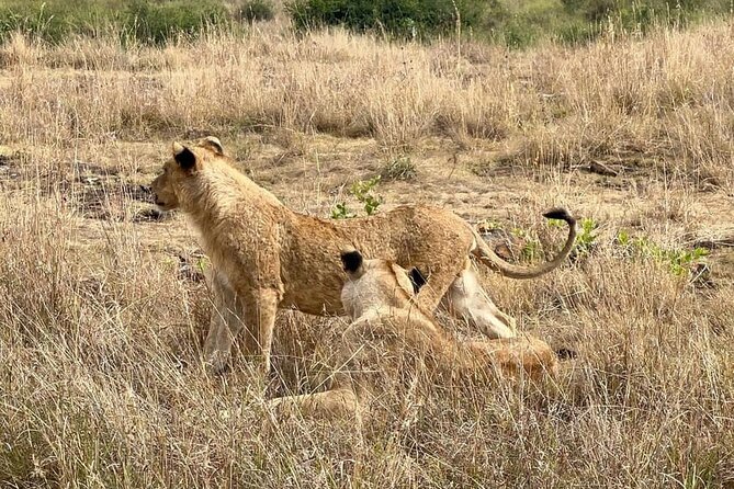 National Park Half-Day Group Tour in Nairobi with Pickup - Should You Book This Nairobi National Park Half-Day Group Tour?