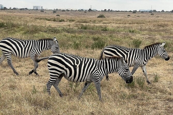 National Park Half-Day Group Tour in Nairobi with Pickup - Pickup, Archives Tower, and the Real Logistics You’ll Feel