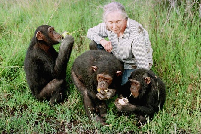 Ol Pejeta Conservancy and Chimpanzee Sanctuary Full-Day Tour from Nairobi - A long but meaningful Nairobi day: chimp rescues, big wildlife, and a manyatta visit