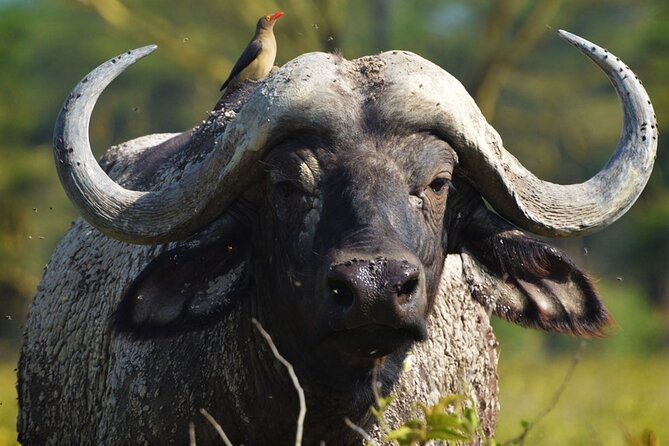 Ol Pejeta Conservancy and Chimpanzee Sanctuary Full-Day Tour from Nairobi - Price and value: what you’re really paying for at $395