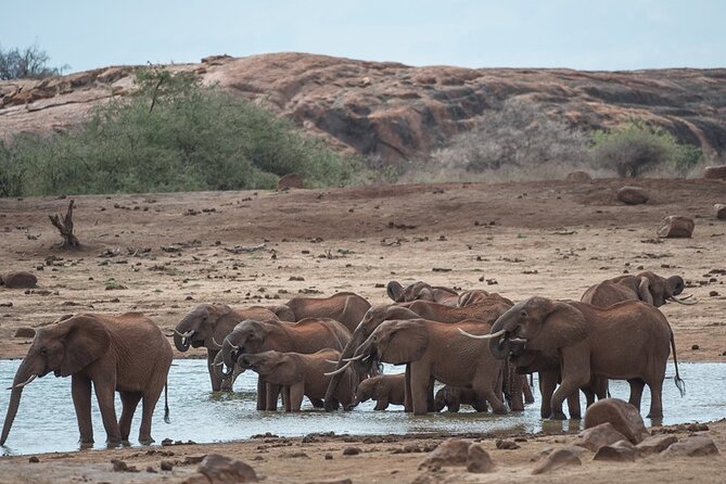 Ol Pejeta Conservancy and Chimpanzee Sanctuary Full-Day Tour from Nairobi - Ol Pejeta Conservancy game drive: Big Five odds plus the animals of the plains