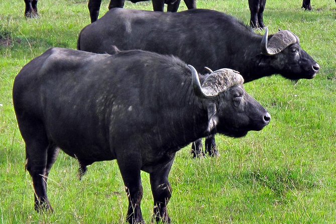 Ol Pejeta Conservancy and Chimpanzee Sanctuary Full-Day Tour from Nairobi - Timing and energy: how to survive a 6:00am to 6:30pm day