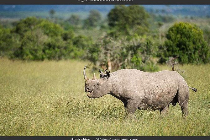 Ol Pejeta Conservancy Day Tour from Nairobi - Key things I’d watch for on this Nairobi to Ol Pejeta day tour