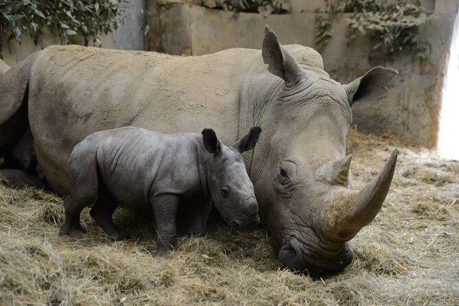 Ol Pejeta Conservancy Day Tour from Nairobi - Why the guides matter for a high-stakes wildlife day