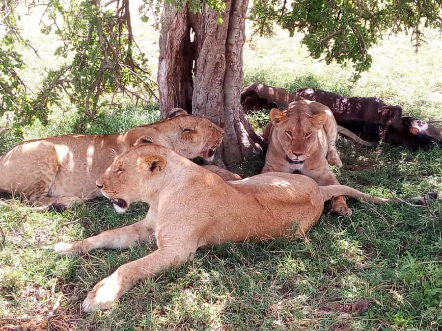 Ol Pejeta Conservancy Full Day Tour From Nairobi - From Nairobi to Nanyuki: the equator line stop plus Mount Kenya scenery