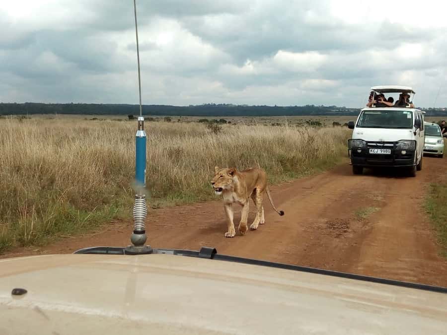 Ol Pejeta Conservancy Full Day Tour From Nairobi - Chimpanzee sanctuary in the park: a quieter visit with a clear purpose