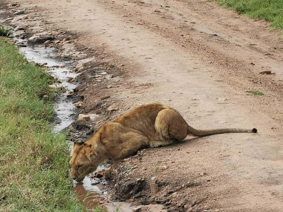 Ol Pejeta Conservancy Full Day Tour From Nairobi - Price and logistics: is $380 per person good value?