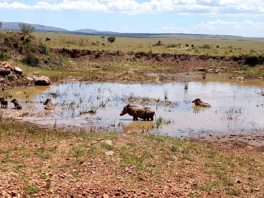 Ol Pejeta Conservancy Full Day Tour From Nairobi - Should you book Ol Pejeta from Nairobi?