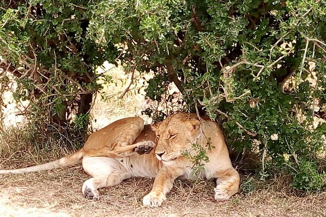 Olpejeta conservancy Day tour - Getting the Most Out of Your Guide and Driver