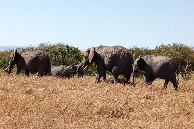 Olpejeta conservancy Day tour - Road Comfort and Vehicle Reality Check