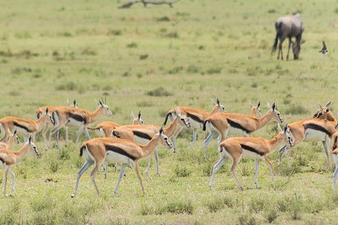 Olpejeta, Lake Naivasha, Masai Mara 5 Days Private Kenya Jeep tour - Entering Maasai Mara: an afternoon game drive with real variety