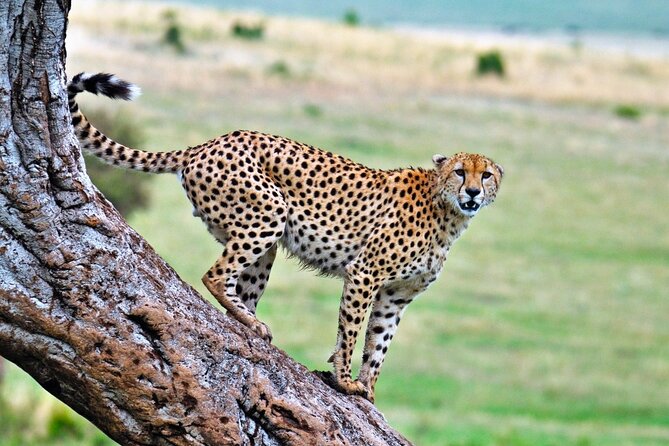 One Day Tour to Maasai Mara Game reserve from Nairobi - Big Five chances in real time, not just on paper