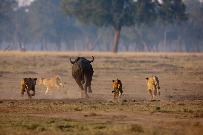 One Day Tour to Maasai Mara Game reserve from Nairobi - Wildebeest migration timing: July through September
